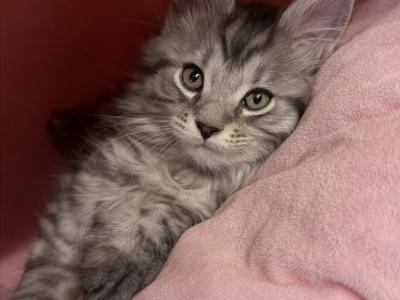 Tabby Polydactyl Male - Maine Coon - Gallery Photo #1