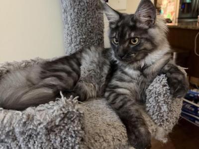 Smoke Grey Female - Maine Coon - Gallery Photo #1