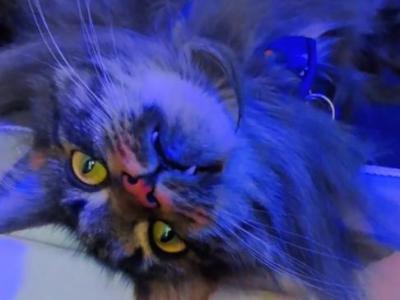 Maine Coon Female - Maine Coon - Gallery Photo #1