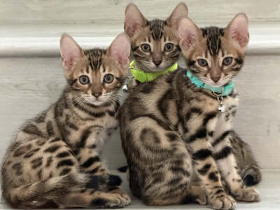 Bengal Kittens - Bengal - Gallery Photo #1
