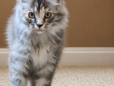 Paula - Maine Coon - Gallery Photo #1