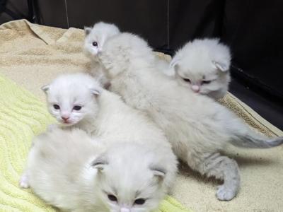 Ragdoll Purebred Daisy May's August 8 Litter - Ragdoll - Gallery Photo #1
