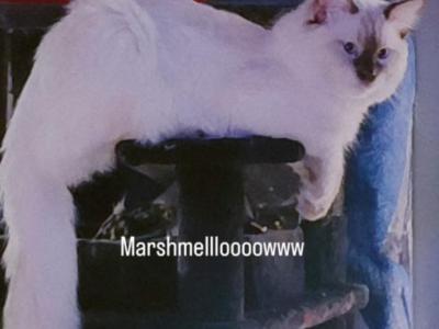 Ragdoll Male - Ragdoll - Gallery Photo #1