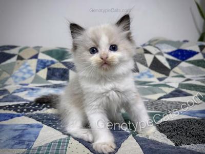 Ernie - Ragdoll - Gallery Photo #1