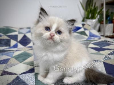 Marsh - Ragdoll - Gallery Photo #1