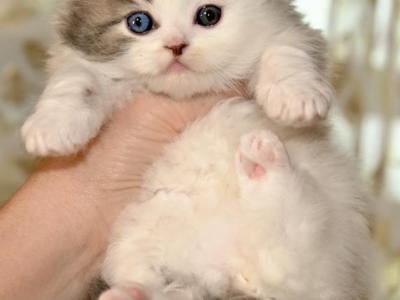 LG - Scottish Fold - Gallery Photo #1