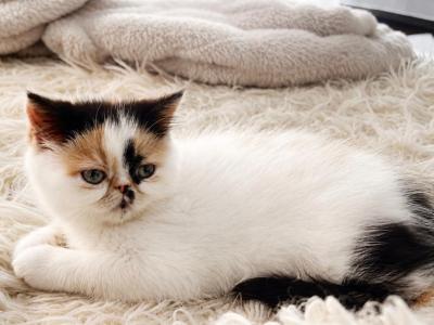 Meesha - Persian - Gallery Photo #1