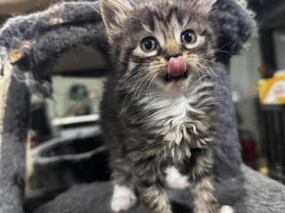Farm Manx Kittens - Manx - Gallery Photo #1