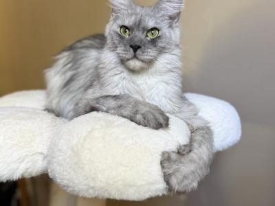 Imogen - Maine Coon - Gallery Photo #1