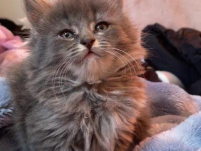 Bombay Maincoon Mix - Maine Coon - Gallery Photo #1