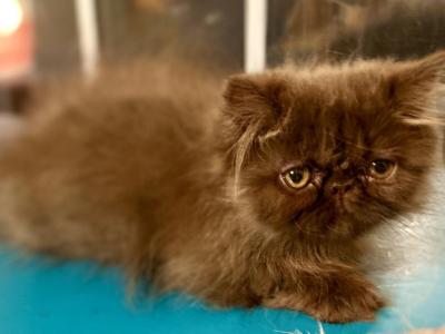 CFA Chocolate ELH Persian Female - Exotic - Gallery Photo #1