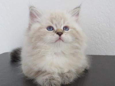 Nimbus - Siberian - Gallery Photo #1