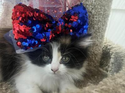 Muffins Babies - Persian - Gallery Photo #1
