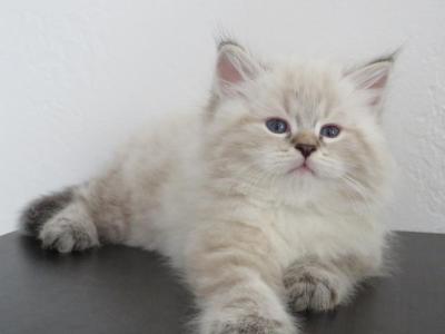 Somerset - Siberian - Gallery Photo #1