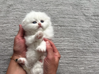 Scottishfold - Scottish Fold - Gallery Photo #1