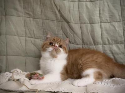 Affectionate Exotic Shorthair And Longhair Kittens - Exotic - Gallery Photo #1