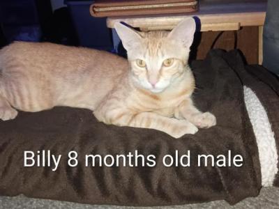 Billy - Domestic - Gallery Photo #1