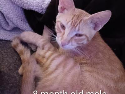 Tigger - American Shorthair - Gallery Photo #1