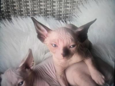 Bare Naked Affection - Sphynx - Gallery Photo #1