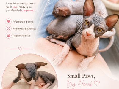Dusya - Sphynx - Gallery Photo #1