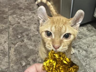 Ravioli Dwelf - Devon Rex - Gallery Photo #1