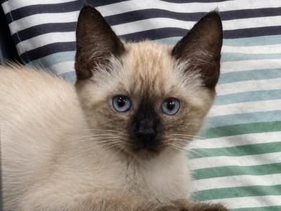 Litter 1 Kitten 1 - Siamese - Gallery Photo #1