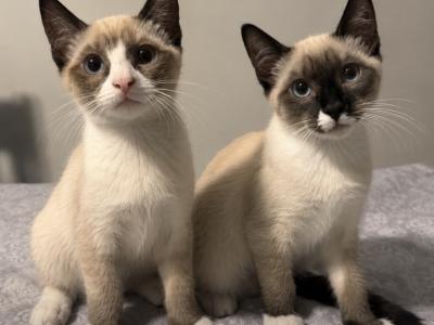 Litter 2 Kitten 1 - Siamese - Gallery Photo #1