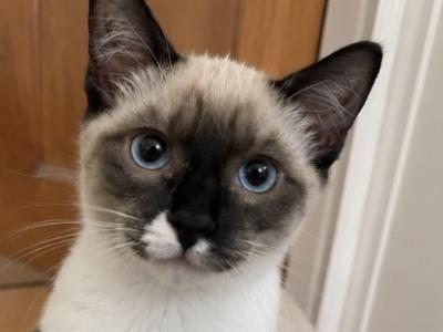 Litter 2 Kitten 2 - Siamese - Gallery Photo #1