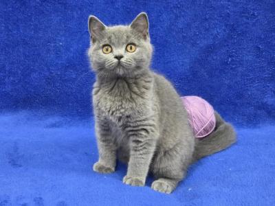 Violet - British Shorthair - Gallery Photo #1