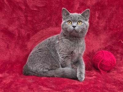 Red - British Shorthair - Gallery Photo #1