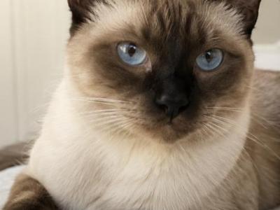Adi - Siamese - Gallery Photo #1
