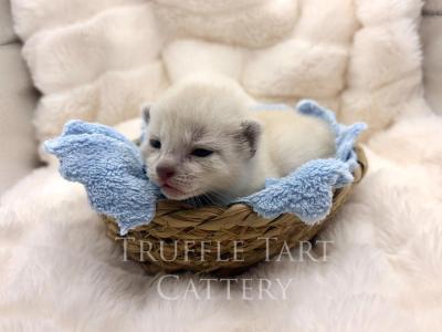 Orchid X Birch Litter - Siamese - Gallery Photo #1
