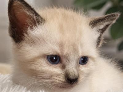 Kittens Litter 1 - Ragdoll - Gallery Photo #1
