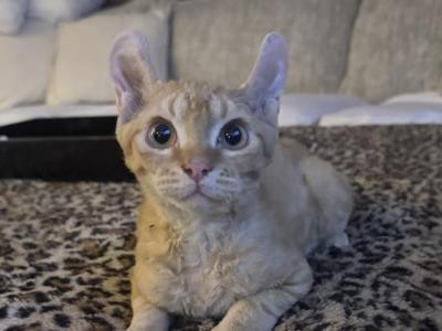 Ravioli Dwelf - Devon Rex - Gallery Photo #1