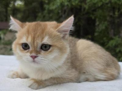 Loki - British Shorthair - Gallery Photo #1