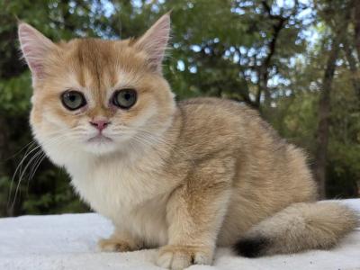 Tomas - British Shorthair - Gallery Photo #1