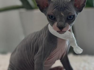 Blue Cream White Band - Sphynx - Gallery Photo #1