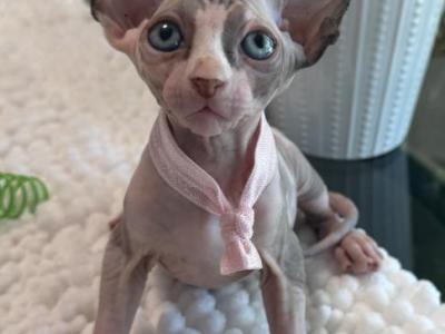 Light Calico Light Pink Band - Sphynx - Gallery Photo #1