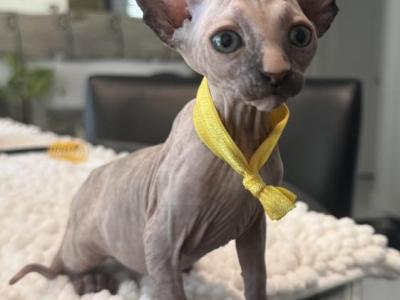 Dark Calico Yellow Band - Sphynx - Gallery Photo #1