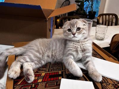 Peach - Scottish Fold - Gallery Photo #1
