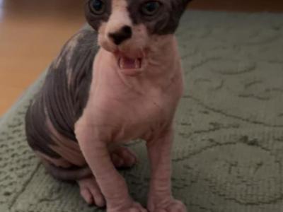 Sphynx - Sphynx - Gallery Photo #1