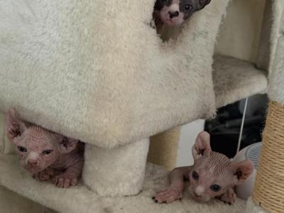 Cat - Sphynx - Gallery Photo #1