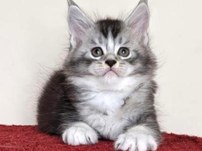 Timothy - Maine Coon - Gallery Photo #1