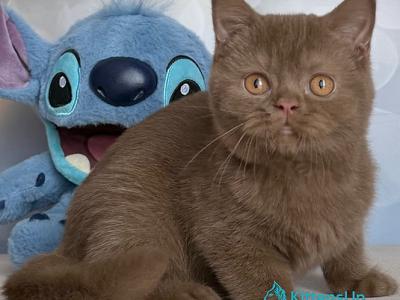 Patrick - British Shorthair - Gallery Photo #1