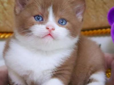Cap Cake - British Shorthair - Gallery Photo #1