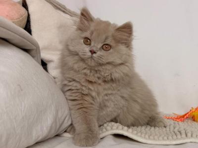 Harlej - British Shorthair - Gallery Photo #1