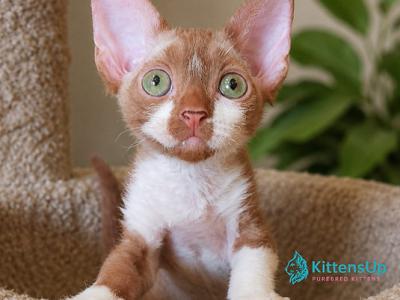 Irvin - Devon Rex - Gallery Photo #1