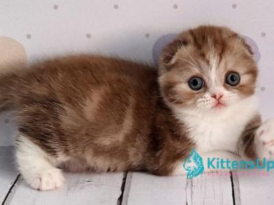 Angel - Scottish Fold - Gallery Photo #1