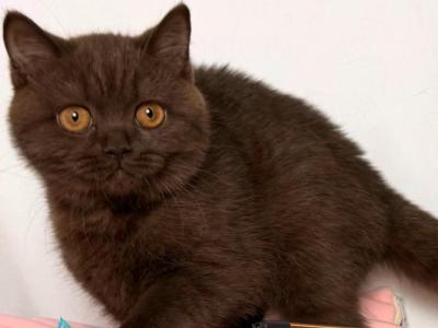 Gisele - British Shorthair - Gallery Photo #1