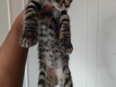 Bellas - Domestic - Gallery Photo #1